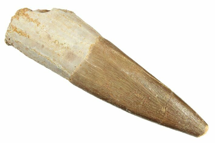 Fossil Plesiosaur (Zarafasaura) Tooth - Morocco #269241